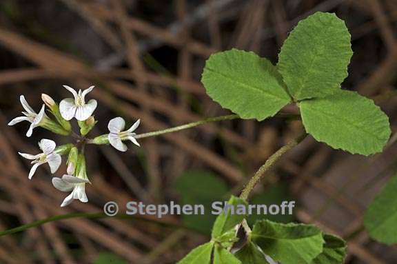 trifolium breweri 1 graphic